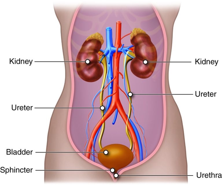 Illustration of the urinary system, including the kidneys, bladder and prostate